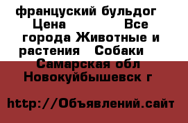 француский бульдог › Цена ­ 40 000 - Все города Животные и растения » Собаки   . Самарская обл.,Новокуйбышевск г.